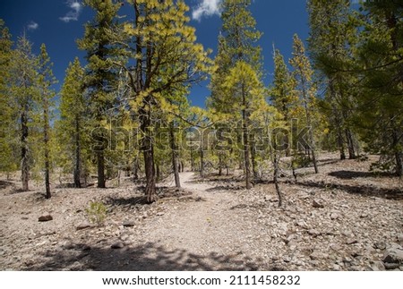 Lily Pond Trail in Lassen Volcanic National Park, California