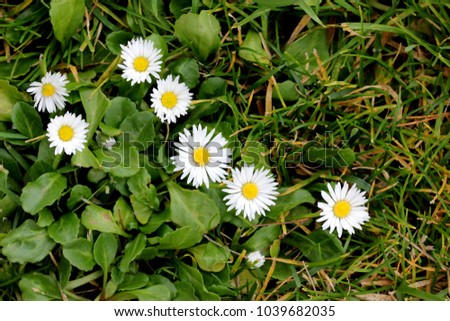 Similar – Image, Stock Photo Common daisie common daisy