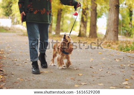 Similar – Foto Bild Gassigehen mit Cocker spaniel