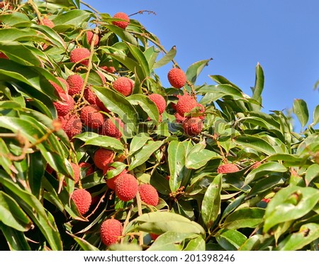 Red fresh Lychee - Litchi in a tree in the morning golden hour light with the blue sky in the background