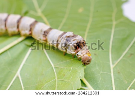 Extreme close up of a silkworm\'s head and eyes on a succulent green mulberry leaf