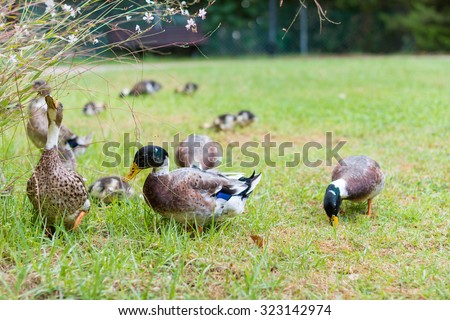 Ducks roaming and eating in a forest resort in the Galilee in the North of Israel