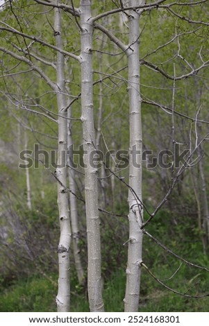 Similar – Foto Bild Badestelle ast baum berlin