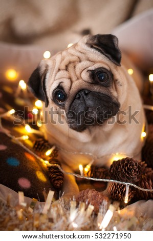 Similar – Image, Stock Photo Dog in the light Sunlight