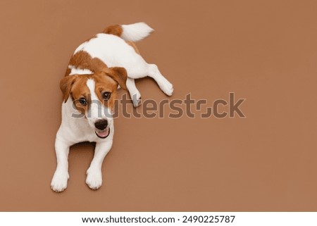 Similar – Image, Stock Photo portrait of cute jack russell dog sitting in front of wood trunks in mountain. Wearing modern bandana. Pets in nature