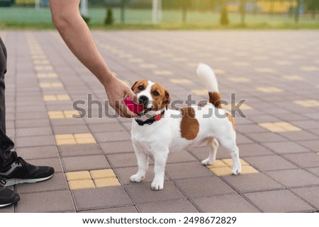 Similar – Image, Stock Photo Bring the ball Dog Pet