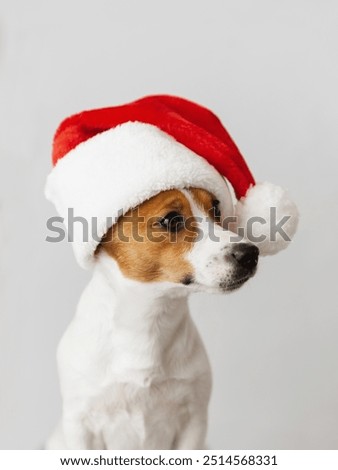 Similar – Image, Stock Photo Cute dog sitting in room