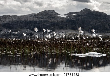 White wild wetland flowers reflecting in water in high mountains in Norway, near Odda town - macro nature background