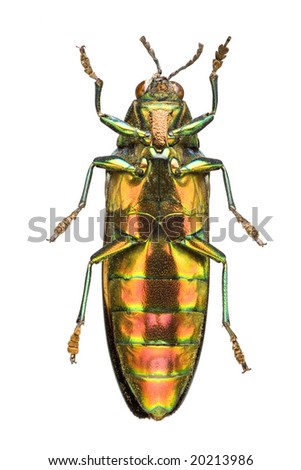 Bottom View Of A Metallic Wood Boring Beetle (Chrysochroa Saundersi ...