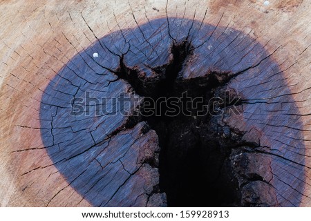 decay wood, annual ring