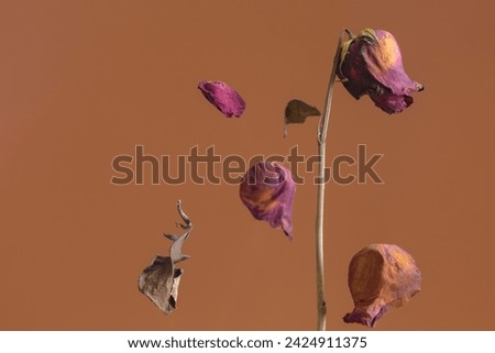 Similar – Image, Stock Photo Rose withered