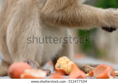 monkeys enjoy eating food from tourist, stop feed for monkeys