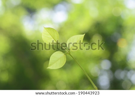 Three leaves in the forest