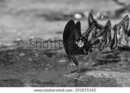B&W Red Helen Butterfly on stone, Thailand, Asia. Stock foto © 