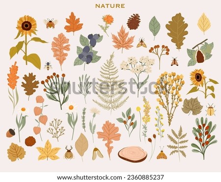 Collection of autumn plants, fall leaves, wild flowers, berries, fern, chestnut. Botanical autumn set. Editable vector illustration.