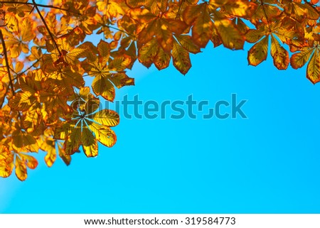 Chestnut tree branches on a blue sky background, autumn red and yellow leaves.
