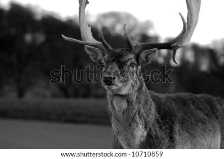 Black and white shot of a powerful male deer