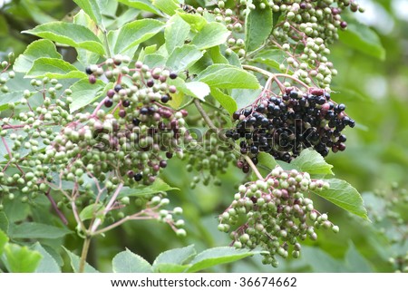 A ripe bunch of elderberries hanging from a tree