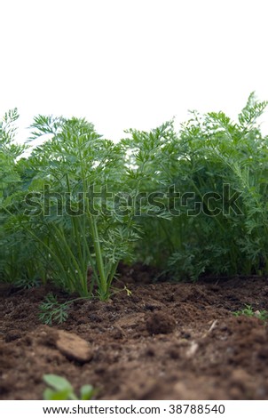 Fresh carrot plants growing with copy space