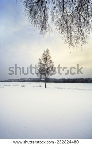 Lone tree in a snow covered landscape