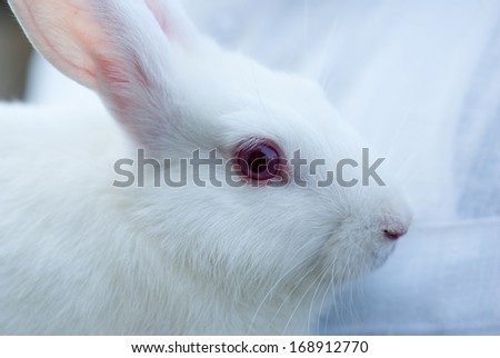 White rabbit close-up