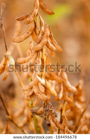 Soy beans closeup almost ready to harvest, Salunkwadi, Beed, Maharashtra, India, South east Asia