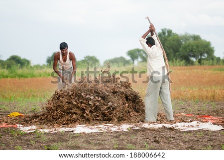 Farmer working in the farm rural village Salunkwadi, Beed, Maharashtra, India