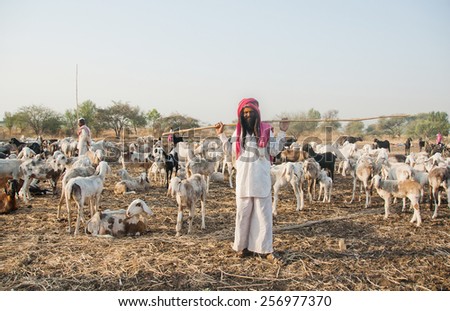 BEED, MAHARASHTRA, INDIA - March 25, 2012: Shepherd with their sheep and goats in rural village Salunkwadi