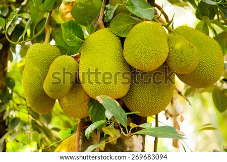 Bunch of jack fruits on a tree Trichur Kerala south India Asia