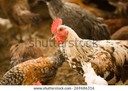 Poultry farm rural village Salunkwadi Ambajogai Beed Maharashtra India