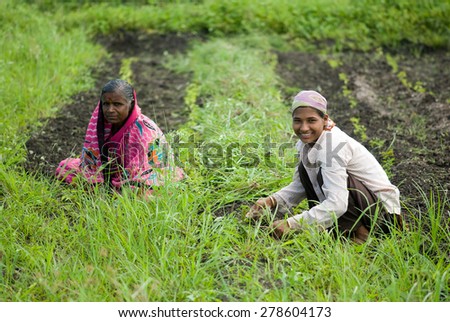 MAHARASHTRA, INDIA  SEPTEMBER 24, 2011: women working in Ginger farm, SEPTEMBER 24, 2011. Salunkwadi, Ambajogai, Beed, Maharashtra, India