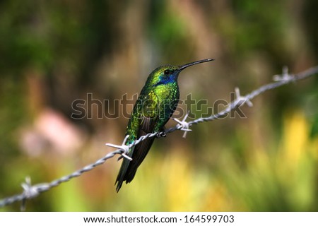 Hummingbird sitting on the barbed wire (Trochilidae)