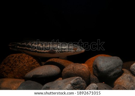 Snake Head Toman fish on rock underwater  Imagine de stoc © 
