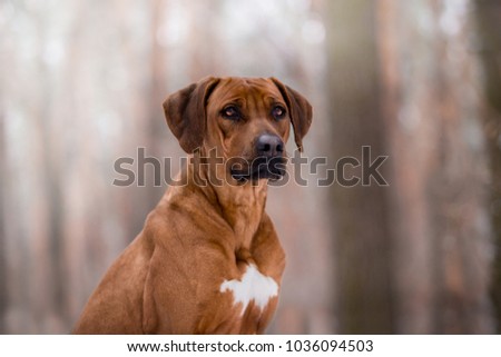 Foto Bild Rhodesian Ridgeback Hund