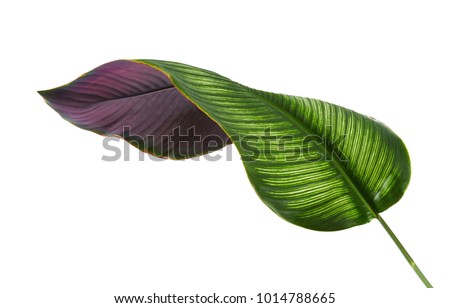 Similar – Image, Stock Photo Close-up of a violet ornamental flower / allium in front of a light background. Blurry/abstract