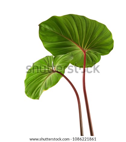 Homalomena foliage, Green leaf with red petioles isolated on white background, with clipping path   ストックフォト © 