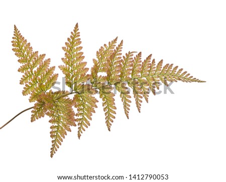 Similar – Image, Stock Photo Fern in autumn Fern leaf