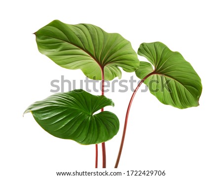 Homalomena foliage, Green leaf with red petioles isolated on white background, with clipping path                     Stock foto © 