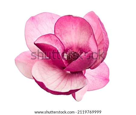 Photo of Purple magnolia flower, Magnolia felix isolated on white background, with clipping path