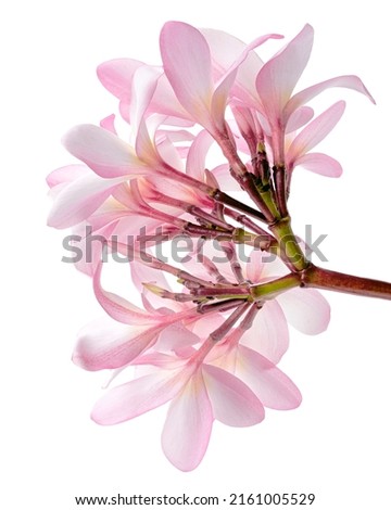 Similar – Image, Stock Photo Lila. Branch with flower buds, apple branch, cherry branch