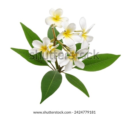 Image, Stock Photo Lila. Branch with flower buds, apple branch, cherry branch