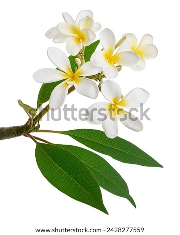 Similar – Image, Stock Photo Lila. Branch with flower buds, apple branch, cherry branch