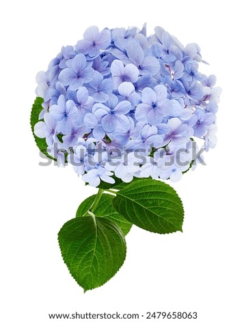 Similar – Image, Stock Photo Green Hydrangea Flowers in the Garden