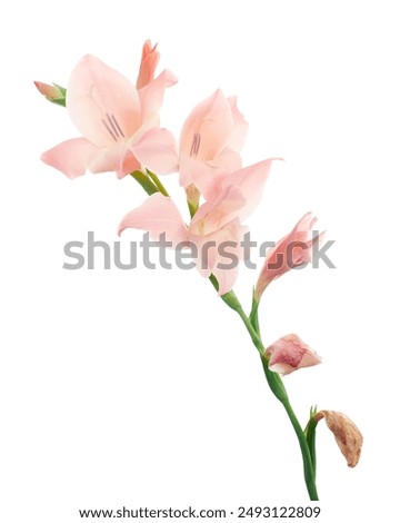 Similar – Image, Stock Photo Green bouquet and oriental carpet