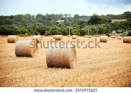 Similar – Image, Stock Photo Yellow golden bales of hay straw in stubble field after harvesting season in agriculture, selective focus