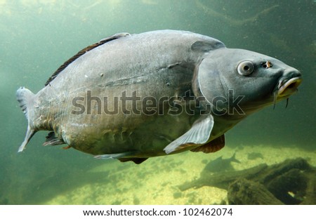 Underwater Photo Big Carp (Cyprinus Carpio) Trophy fish in The Hracholusky lake, Czech Republic, Europe.