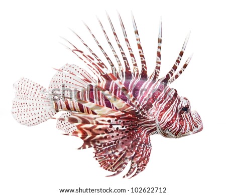Tropical Fish - The Red Lionfish (Pterois Volitans) Is Very Dangerous ...