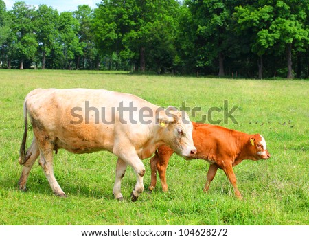 Cute calf and cow mother in rural landscape.