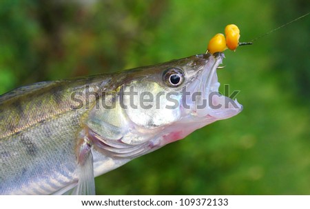 Fresh catch of The Zander or Pike-perch (Sander lucioperca).