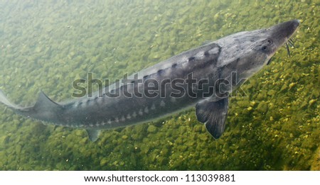 The Sturgeon. Big fish in the Danube river. This fish is a source for caviar and tasty flesh.